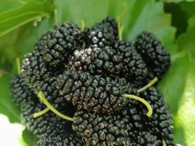 桑葚干 批发四川新疆 桑葚干无沙桑椹干泡茶泡酒500g图3