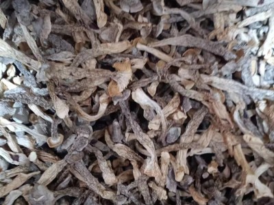 鹿茸菇货源一手批发图5