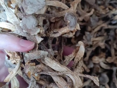 鹿茸菇货源一手批发图3