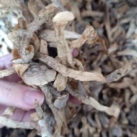 鹿茸菇货源一手批发