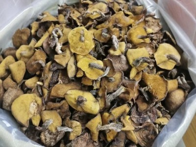 野生松蘑东北特产松菇干货粘蛾子松蛾粘团子山蘑菇松口蘑特产包邮图4