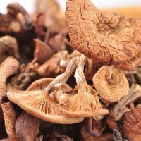 东北黑龙江榛蘑自然晾晒干货小鸡炖蘑菇批发长白山特产新货包邮
