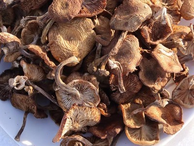 东北黑龙江榛蘑自然晾晒干货小鸡炖蘑菇批发长白山特产新货包邮图4