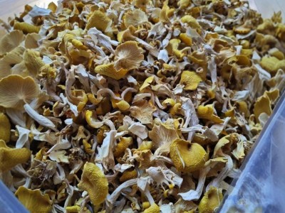 东北鸡油菌源头基地直供东北特产食用菌黄金菇煲汤榆黄菇干货批发图3