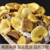 东北鸡油菌源头基地直供东北特产食用菌黄金菇煲汤榆黄菇干货批发