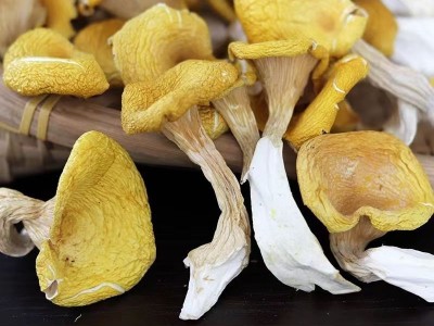 东北鸡油菌源头基地直供东北特产食用菌黄金菇煲汤榆黄菇干货批发图4