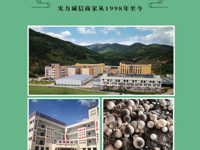 水煮草菇整粒 草菇片 草菇罐头图2