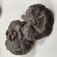 灵芝批发云南黑灵芝灵芝片灵芝孢子粉灵芝干货散装黑灵芝一件代发