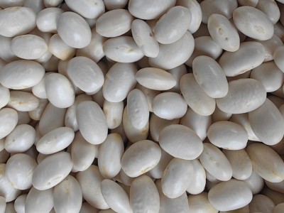批发云南特产农家自种 珍珠豆新货 弹子豆 圆白芸豆新货 五谷杂粮图5