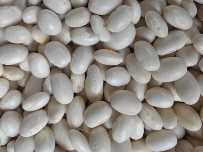 批发云南特产农家自种 珍珠豆新货 弹子豆 圆白芸豆新货 五谷杂粮图4