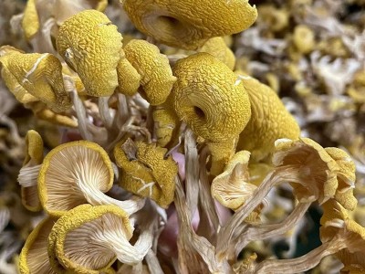 云南特产鸡油菌干货黄金菇榆黄菇香菇山珍土特产1000g包邮黄丝菌图5