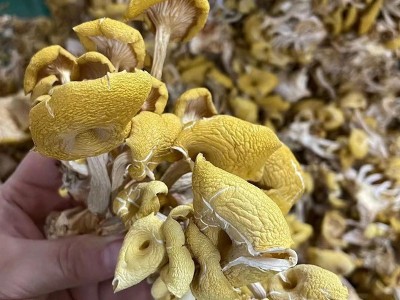 云南特产鸡油菌干货黄金菇榆黄菇香菇山珍土特产1000g包邮黄丝菌图4