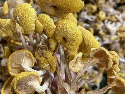 云南特产鸡油菌干货黄金菇榆黄菇香菇山珍土特产1000g包邮黄丝菌图3