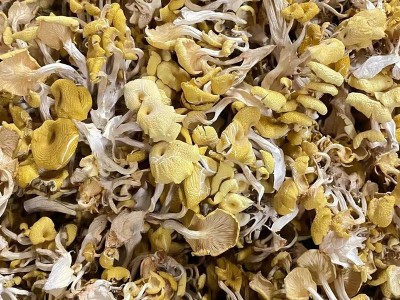 云南特产鸡油菌干货黄金菇榆黄菇香菇山珍土特产1000g包邮黄丝菌图2
