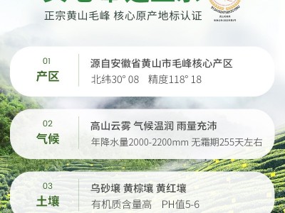 黄山毛峰 新茶特级绿茶春茶茶叶礼盒罐装250g批发工厂直销图3