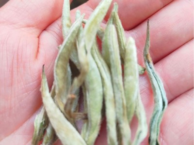 特级 云南古树 大白芽茶 散料 源头厂家 现货 批发 花香图2