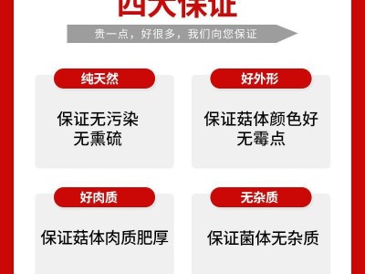 云南脆脆菇500g代发批发无熏硫精选鹿茸菌煲汤蘑菇干货鹿茸菇图4