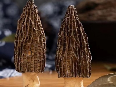 云南特产精选农家干货羊肚菌批发代发头茬厚肉羊肚菌干货图2