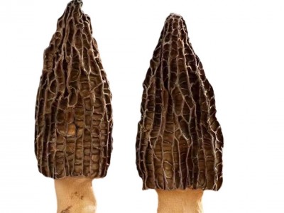 云南特产精选农家干货羊肚菌批发代发头茬厚肉羊肚菌干货图5