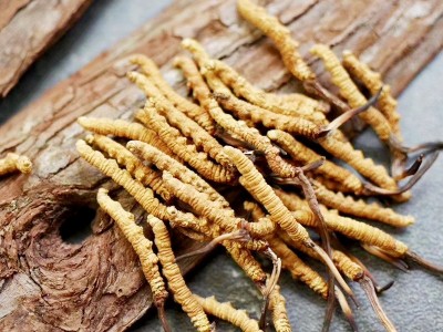 冬虫夏草西藏那曲鲜虫草虫草新鲜批发无断草干货虫草产地直发图3