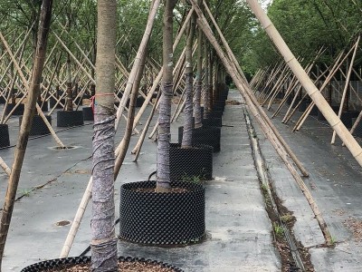 PVC加厚种植袋定制 园林绿化育苗控根美植袋多规格黑色控根器订制图4