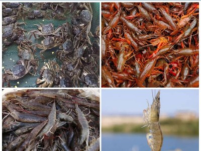 通威螃蟹饲料小龙虾饲料水产养殖专用含脱壳素高蛋白膨化颗粒饲料图4