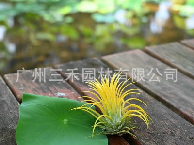 空气凤梨懒人无土植物德鲁伊黄精灵基地农场直发绿植盆栽花卉图2