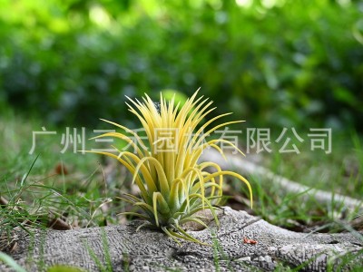 空气凤梨懒人无土植物德鲁伊黄精灵基地农场直发绿植盆栽花卉图4