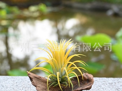 空气凤梨懒人无土植物德鲁伊黄精灵基地农场直发绿植盆栽花卉图3