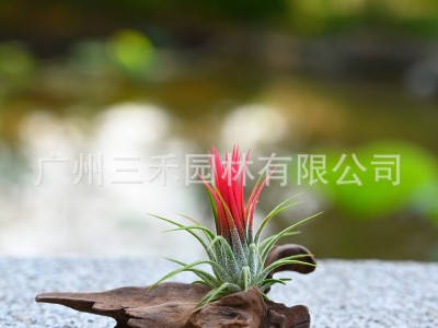 空气凤梨懒人无土植物福果精灵基地农场直发绿植盆栽花卉图2