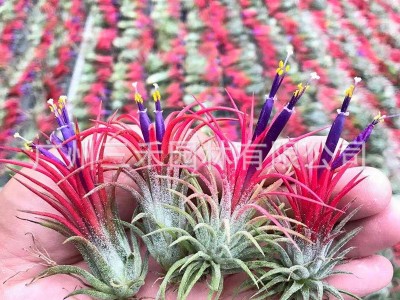 空气凤梨懒人无土植物福果精灵基地农场直发绿植盆栽花卉图5