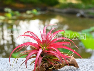 空气凤梨懒人无土植物贝可利基地农场直发绿植盆栽花卉图3