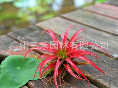 空气凤梨懒人无土植物贝可利基地农场直发绿植盆栽花卉图2