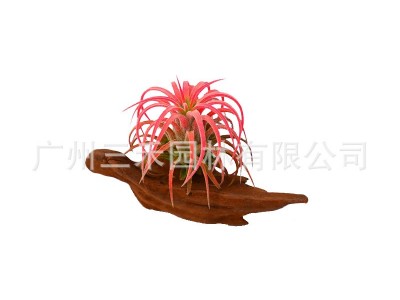 空气凤梨懒人无土植物丘比特卷叶精灵基地农场直发绿植盆栽花卉图4