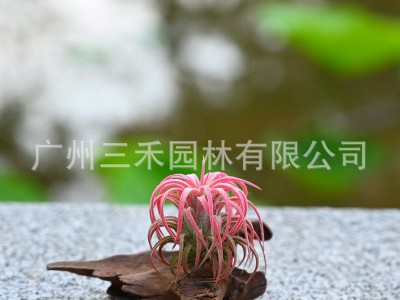 空气凤梨懒人无土植物丘比特卷叶精灵基地农场直发绿植盆栽花卉图2