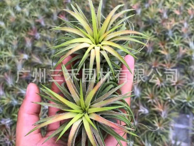 空气凤梨懒人无土植物丘比特卷叶精灵基地农场直发绿植盆栽花卉图3