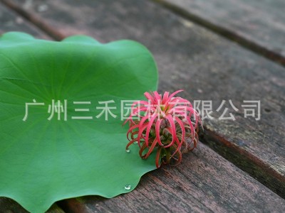 空气凤梨懒人无土植物丘比特卷叶精灵基地农场直发绿植盆栽花卉图5