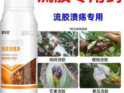 流胶病专用药果树柑橘杏树李子樱桃树流胶一喷净疮痂病穿孔葵阳病图2