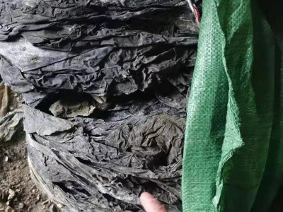叶大厚实地摊海带批发黄叶少沙少整条海带皮跑江湖晒干海带干货图2