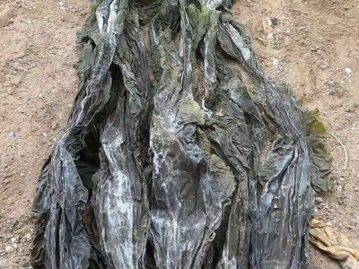 叶大厚实地摊海带批发黄叶少沙少整条海带皮跑江湖晒干海带干货图4