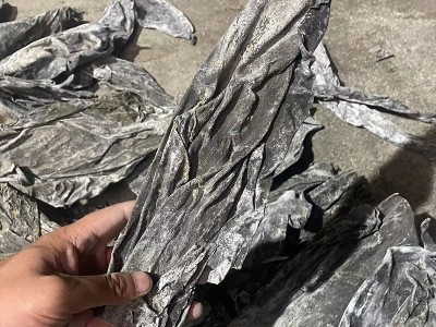 山东精选海带头干货肉厚展销会海带头特厚海带头晒干海带头批发图4