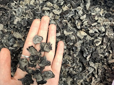 今年新货木耳干货散装东北黑木耳批发货源食用农产品秋木耳500g图2
