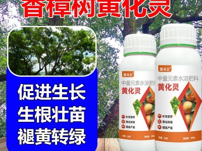 香樟树病全管防治黄化黄龙病烟煤病炭疽病白粉病锈铁香樟树营养液图2
