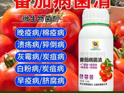 番茄病害清病菌清微生物菌剂番茄病害灰霉炭疽杀菌剂无毒以菌抑菌图2