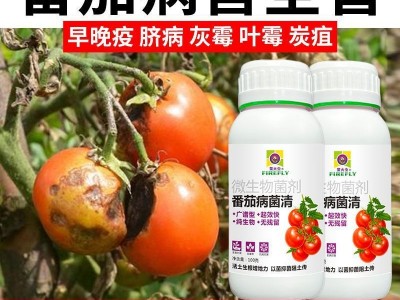 番茄病害清病菌清微生物菌剂番茄病害灰霉炭疽杀菌剂无毒以菌抑菌图4