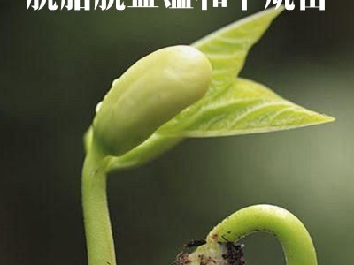 【雷尔活水】特制园艺骨粉植物花卉园艺盆栽通用型促花养花追肥开图4