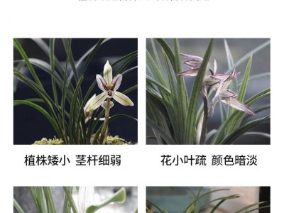 兰灵王兰花营养液525ml/瓶兰花君子兰肥料生根催芽EM菌液微生物菌图3