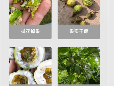 百香果专用药促花催花座果灵 百香果保花保果素防裂防落果 膨大剂图3