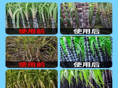 甘蔗专用叶面肥生长素增粗拉长灵膨大增甜剂拔节药壮丰素水溶肥料图3
