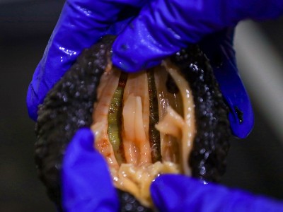 加拿大即食红极参工厂批发新鲜红参一件代发野生进口无刺红筋海参图2